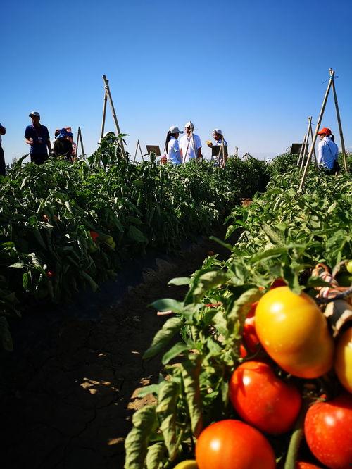 吃瓜网甘肃酒泉评论区,瓜友热议美食与文化魅力