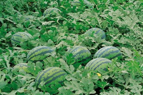 永康网红吃瓜群微信号