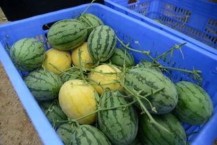 永康网红吃瓜群微信号