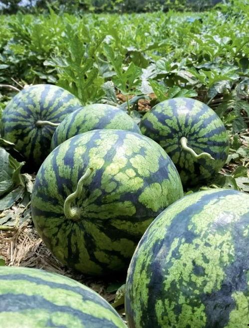 临沧网红吃瓜事件,揭秘网络舆论背后的真相与反思