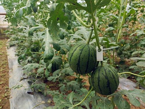 51吃瓜网地址,网络吃瓜文化的聚集地