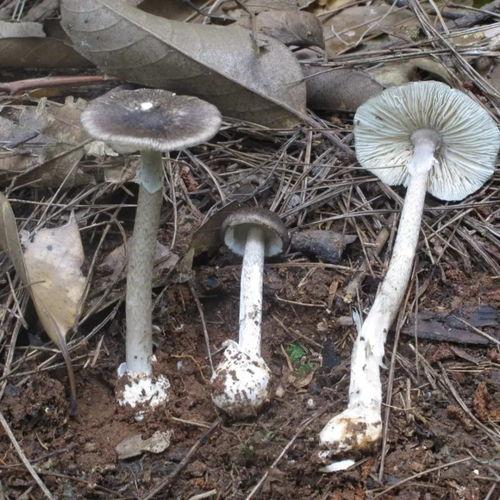 杭州吃瓜网红毒蘑菇事件,一场意外的“食”险之旅