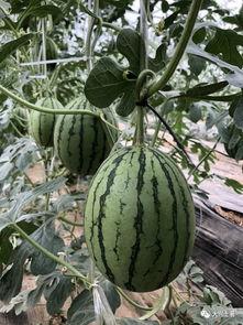 猎奇网红吃瓜,揭秘娱乐圈背后的惊人真相