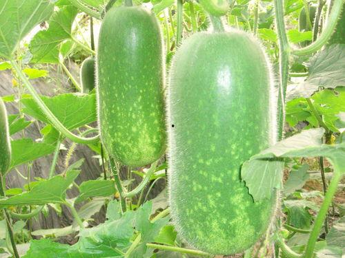 网红学霸吃瓜图片大全,趣味与智慧的完美碰撞