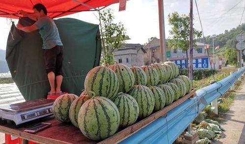 沂水吃瓜网红事件,网络舆论的风暴与反思