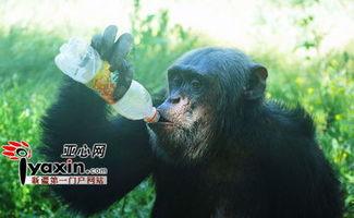 网红吃瓜像猩猩的是谁呀