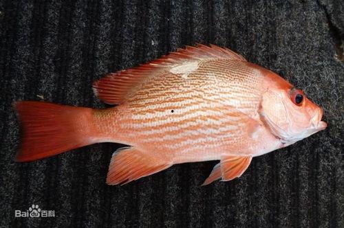 网红鱼小妹吃瓜视频下载,揭秘网红圈幕后故事