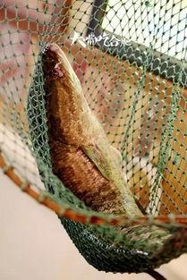 网红鱼小妹吃瓜视频下载,揭秘网红圈幕后故事