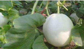 网红吃白兰瓜视频大全,白兰瓜视频大盘点