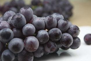 网红吃葡萄瓜视频在线观看,趣味视频引网友热议