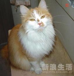 猫猫大人的日记吃瓜网,吃瓜网背后的故事