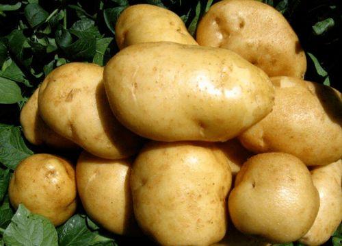 土豆直播间网红吃瓜事件