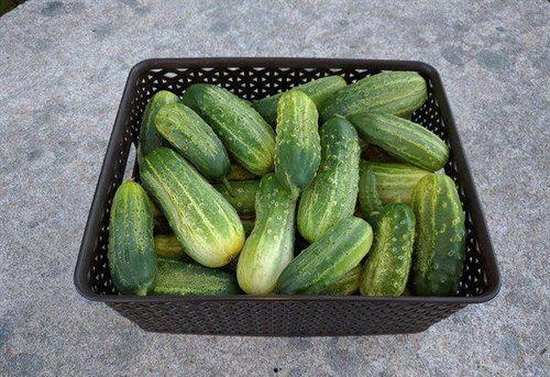 每日必吃大瓜网红大赛,瓜王争霸，笑料横生！