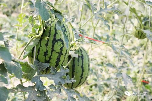 网红吃瓜在哪吃,揭秘热门“瓜地”美食之旅