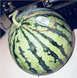 黑吃瓜网红,揭秘网络红人背后的暗流涌动