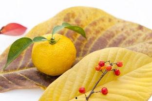 柚子和网瓜能同时吃吗,营养互补的奇妙搭配探索