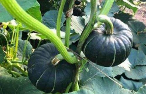 网红陈妮妮吃瓜图片,网红美食生活大揭秘