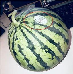 网红浮力吃瓜,揭秘娱乐圈幕后真相