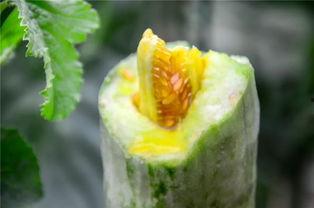 太仓网红吃瓜,揭秘网络红人的幕后故事  第1张