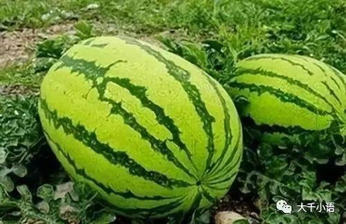 假瓜吃料网最新入口,带你走进神秘信息世界 第2张 假瓜吃料网最新入口,带你走进神秘信息世界 第2张