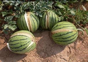 假瓜吃料网最新入口,带你走进神秘信息世界 第3张 假瓜吃料网最新入口,带你走进神秘信息世界 第3张