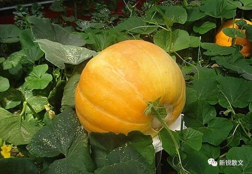 2020吃瓜视频网红 第3张 2020吃瓜视频网红 第3张