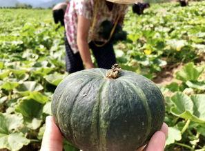 瓜农今日吃瓜网红黑料  第2张