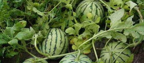 瓜农今日吃瓜网红黑料  第3张