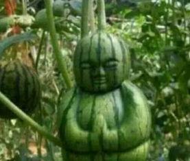 青田网红吃瓜事件真相  第1张