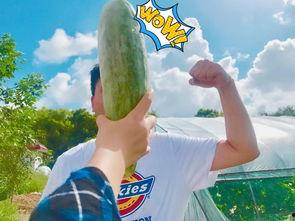 上过吃瓜的网红有哪些,揭秘那些热衷于“吃瓜”的明星网红  第1张