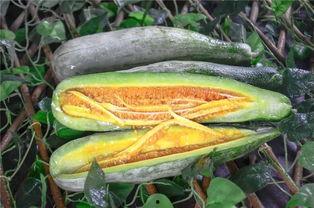 上过吃瓜的网红有哪些,揭秘那些热衷于“吃瓜”的明星网红  第3张