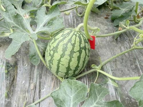 网红的吃瓜群怎么进的啊,如何轻松加入神秘社交圈