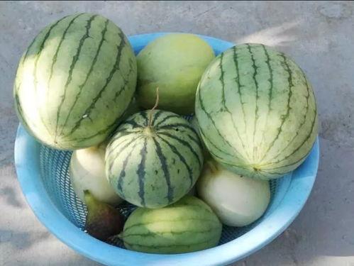 吃西湖瓜的网红是谁啊图片  第2张